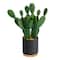 10'' Cactus Succulent Artificial Plant in Planter